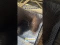 animal observations cape porcupine killed by train in cape town