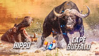 Can a Hippo Take On a Cape Buffalo?