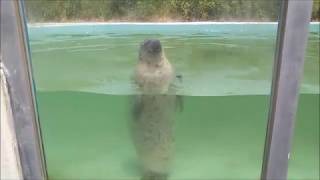 気持ちよさそうにお昼寝　Seal taking a nap