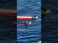 sea otter steals surfboard in california