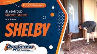 1.5yo Mix Breed ~ Shelby ~ Best Mixed Breed Trainers ~ OLK9 Training