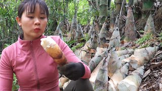 Free Bushcraft | Girl Harvesting Big Bamboo Shoots in the Forest To Sell