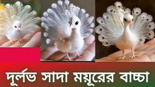 ময়ূরঃ সাদা ময়ূরের বাচ্চা #ইউনিক_এরাউন্ড#Unique_Around