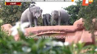 Census Claims Only One Elephant Left In Chandaka, Odisha Officials Deny