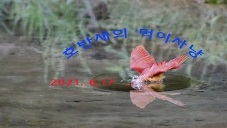 호반새 먹이사냥장면(2021. 6. 17)