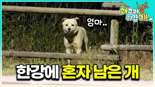 한강 공원을 떠도는 개의 정체│#왜그러냥귀엽개