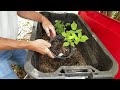 propagating raspberry