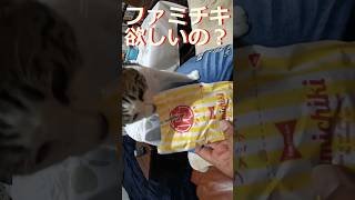 【ファミチキ猫とシェア】 元野良猫のナギ @yaho0k #shorts #猫 #cat #kitten