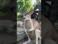 This Is Wallaby and not Kangaroo? 😮 | Zoo Negara Malaysia