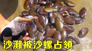 【猛貨合集】退潮後沙灘底下沙螺氾濫，每個沙洞裡面都有貨，小漁又大賺了一筆！ 【漁小仙】