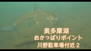 ②奥多摩湖 川野駐車場付近 水中カメラ おかっぱりポイントを探す旅（プレイ編）