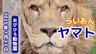 【おびひろ動物園】ライオン🦁ヤマト～2025.1.13【ほっこり癒やされ用】