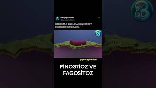 Pinositoz \u0026 Fagositoz-#life #science #kesfet #shortsviral #shortsfeed #shortvideo #shorts #biology