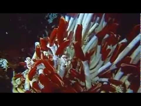 The Universe Top Documentary Films Top Documentary Films