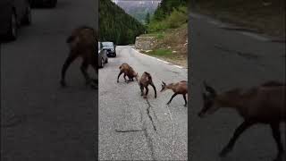 LA PLACE DU VILLAGE:SCÈNE ÉTONNANTE ! Les chamois descendent !