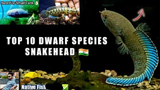 Top 10 Small Snakehead Types | Channa Andrao, Bipuli, Bleheri, Gachua, Stewartii Indian fish price