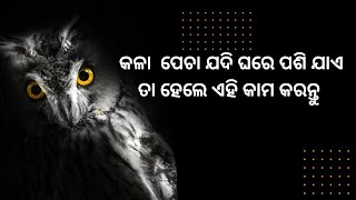 ଯଦି ଗୋ ମାତା କାନ୍ଦୁ ଥିବେ ..କଳା  ପେଚା ଯଦି ଘରେ ପଶି ଯାଏ ତା ହେଲେ ଏହି କାମ କରନ୍ତୁ