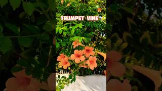 Grow Trumpet vine from cutting #trumpetcreeper #trumpetvine #gardening #gorakhpur_garden #shorts