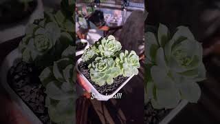 Rosette Succulents!!!