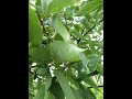 Persimmon trees from seed