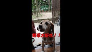 ブロッコリーをもらってモグモグ食べるビーグル犬　beagle dog