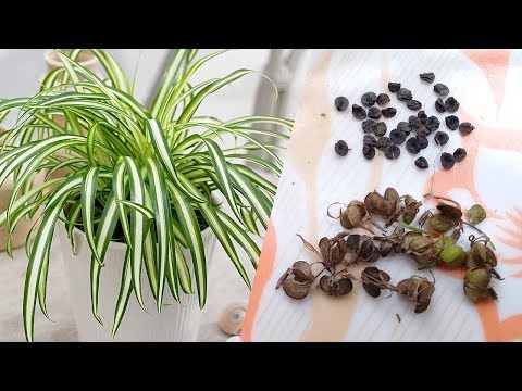 Collecting Spider Plant Seeds Collecting Spider Plant Seeds