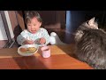 娘とあくびがシンクロする猫　ノルウェージャンフォレストキャット　a cat whose yawns synchronize with my daughter