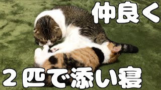 仲良く２匹で添い寝な猫【スコティッシュフォールド】【Scottish Fold】