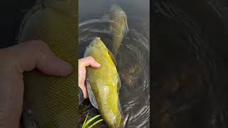 Dzikie zarybianie medalowymi linami ! Lin 50cm \u0026 big tench #fish #angeln #wędkarstwo #fishing