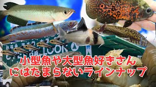 関西最大級のアクアリウムショップでノーザンバラムンディやジャイアントロックシュリンプなど大型魚好きさんにはたまらないラインナップ！熱帯魚コーナーの激レア魚情報を紹介。アンダーソンサラマンダーなど入荷