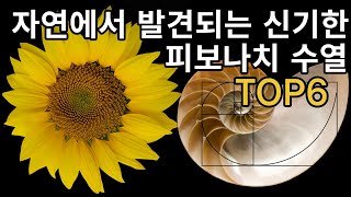 자연에서 발견되는 신기한 피보나치 수열 TOP6