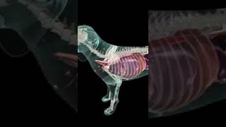 Anatomy of dog skeleton 🐶🐕🐩Dogs