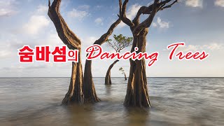 숨바섬의 춤추는 나무(4K)