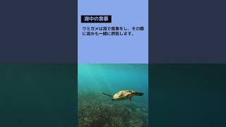 ウミガメが産卵中に涙を流す理由