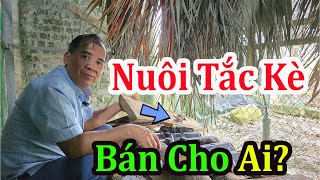 Nuôi Tắc Kè Bán Cho Ai? Trại Tắc Kè Lớn Nhất Miền Bắc Chia Sẻ Kinh Nghiệm Chăn Nuôi Tắc Kè Hiệu Quả