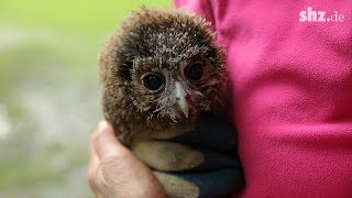 Nach Krähenattacke: So wird der verletzte Waldkauz aufgepäppelt