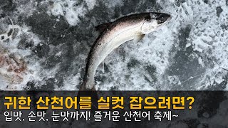 화천 산천어 축제, 산천어 실컷 잡고 왔어요!