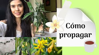 Orquídea de vainilla: propagación 🌼