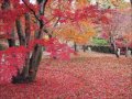 京都　今熊野観音寺・智積院・養源院の紅葉 2014 11 29