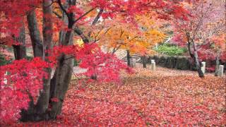 京都　今熊野観音寺・智積院・養源院の紅葉  2014 11 29