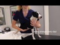 Treating a puppy with Tetanus//Vet Nursing Video