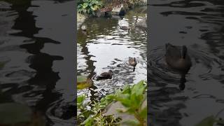 泳ぐ可愛い鴨さん達cute ducks swimming peacefully #duck #lake #cute #travel #relaxing #カモ #可愛い #池 #平和