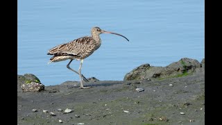 大鵬灣的杓鷸Numenius madagascariensis  （2021 03 25）