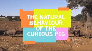 The natural behaviour of the curious pig