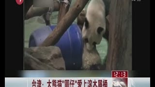 台湾：大熊猫\