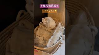 里親様募集🐱ルーガちゃん