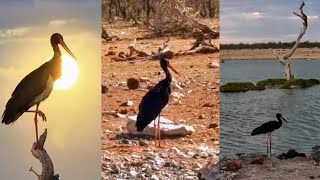 Namibia, Safarihoek, Live Wildlife Cam. Bociany Czarne / Black Storks 🌞&🌝 15-16.11.2024