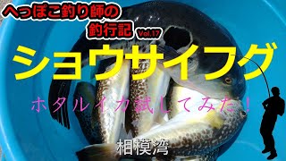 【ショウサイフグ】池田丸＠腰越　ホタルイカ餌の釣果は、、、