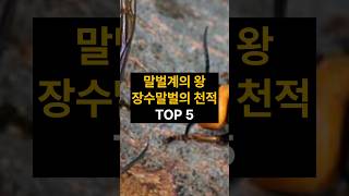 말벌계의 왕 장수말벌의 천적 TOP5