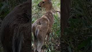 Amazing Scenes of Majestic Animals In 4K - Scenic Relaxation Film